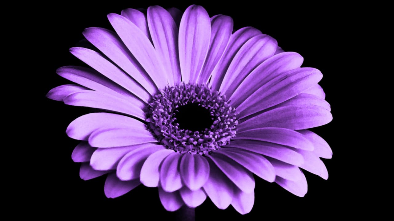 Close-up of a purple gerbera daisy against a black background